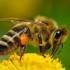 Введены новые тесты на вирусные заболевания пчел