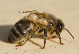 пчела2.png.jpg